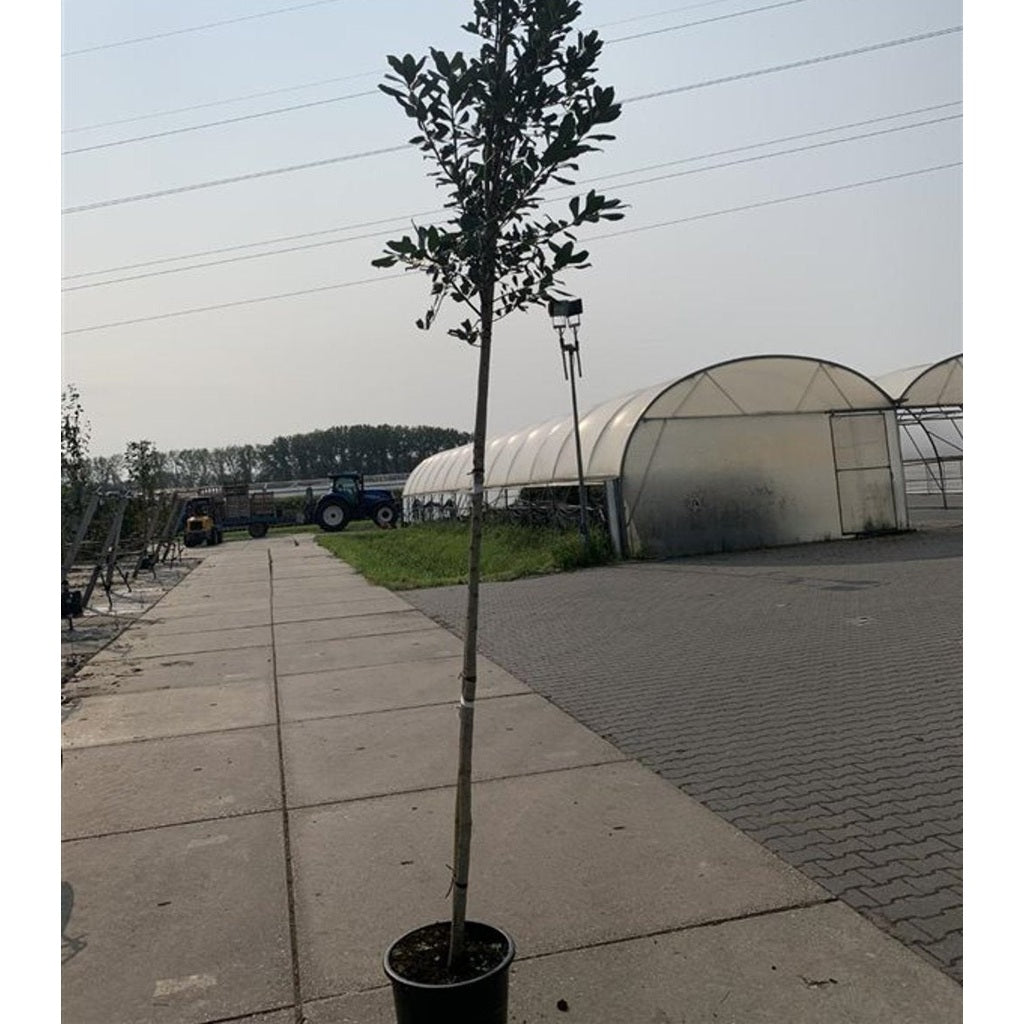 Järnek – Ilex 'Nellie R. Stevens' - C25 12/14 HO/ST